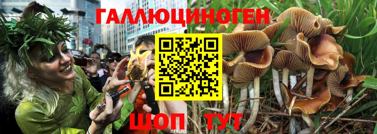 Галлюциногенные грибы Psilocybine cubensis Лабытнанги
